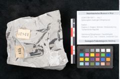 Foto (Objekt + Etikett) von Sphenopteris haidingeri Ettingshausen (NHMW-GEO-2024-0188-10811)